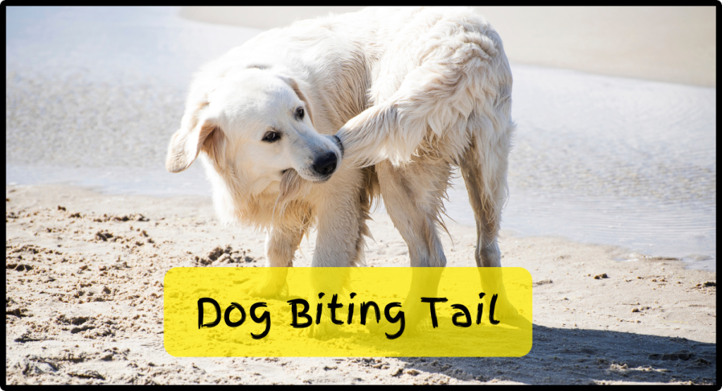 dog biting tail