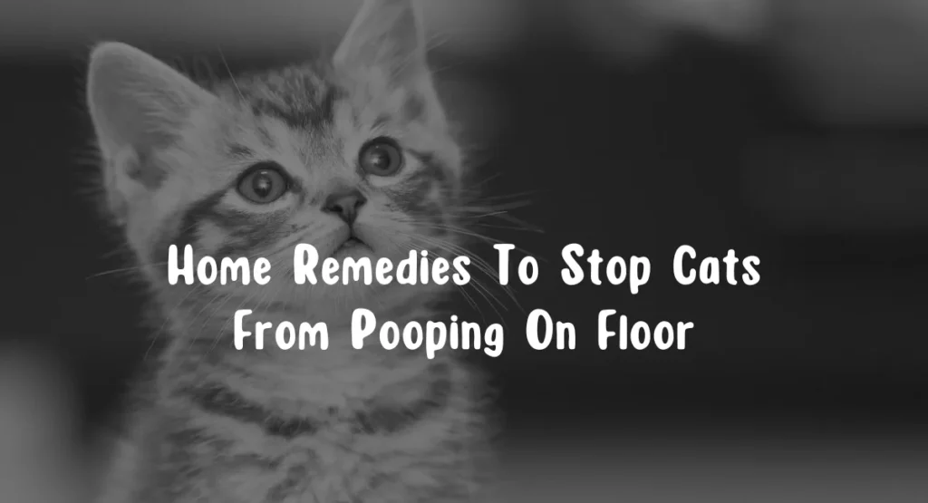 Home Remedies To Stop Cats From Pooping On Floor