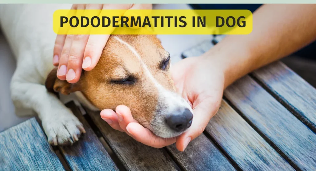 Pododermatitis in Dog