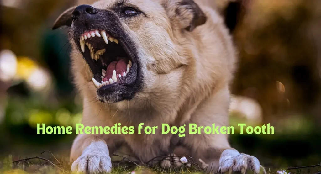 Home Remedies for Dog Broken Tooth