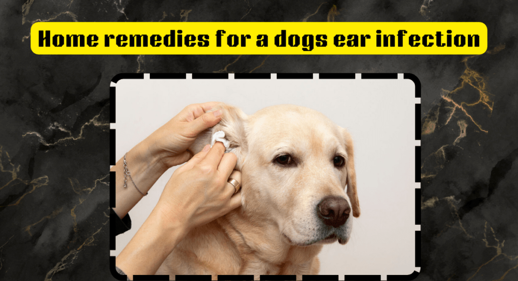 home remedies for a dogs ear infection