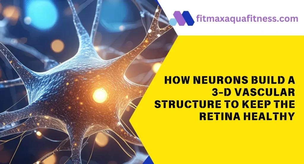 How Neurons Build a 3-D Vascular Structure to Keep the Retina Healthy